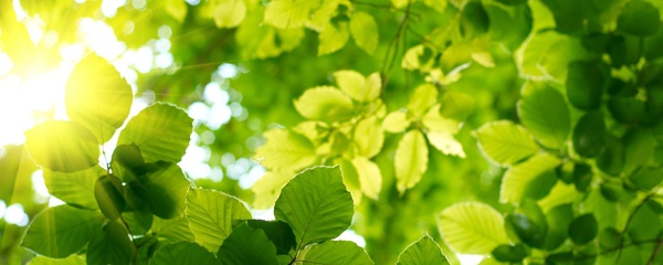 Žali lapai su švelnia šviesa — gaivos nuotaika